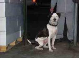 Belmont Avenue and 187th Street Mascot| Greaser Pit Bull